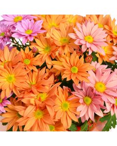Chrysanthemum, Pot Mums Easter Mix