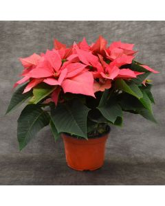 Classic Rose Poinsettia in Bare Pot