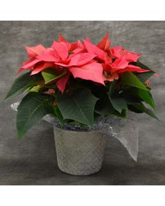 Classic Rose Poinsettia with Premium Cover