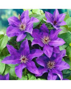 Clematis, 'The President'
