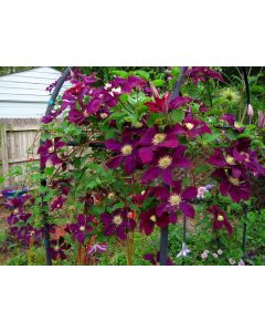 Clematis, 'Warsaw Nike'