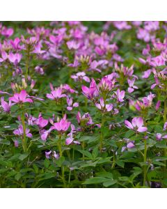 Cleome, Spider Flower Clio™ 'Magenta'