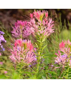 Cleome, Spider Flower 'Pink Queen'