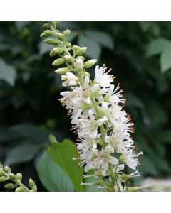 Clethera, Summersweet 'Sugartina® Crystalina'