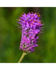 Dalea, Purple Prairie Clover 'Minnesota Native'