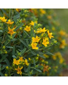 Hypericum, St. John’s Wort 'First Editions® Cobalt-N-Gold™'