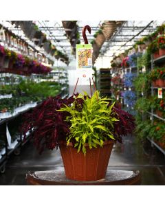 Coleus, FlameThrower™ Hanging Basket