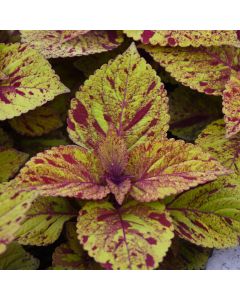 Coleus, ChargedUp™ 'Marble Mania'