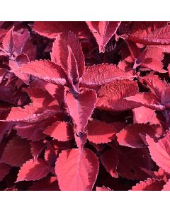 Coleus, Main Street 'Ruby Slippers'