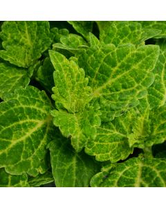Coleus, ChargedUp™ 'Electric Lime®'