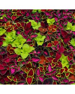 Coleus, Wizard® Mix