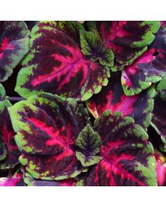 Coleus, Kong® 'Red'