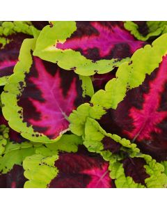 Coleus, Kong® 'Rose'