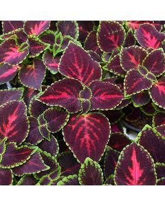 Coleus, Main Street 'Orchard Road'
