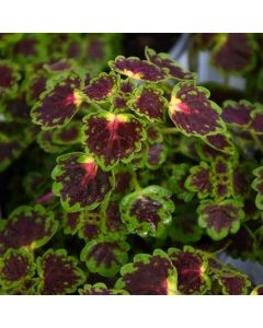 Coleus, Trailing 'Iguazu'