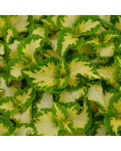 Coleus, Wizard® 'Jade'