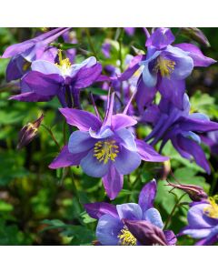 Aquilegia, Columbine 'Earlybird™ Purple and Blue'