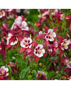 Aquilegia, Columbine 'Earlybird™ Red and White'
