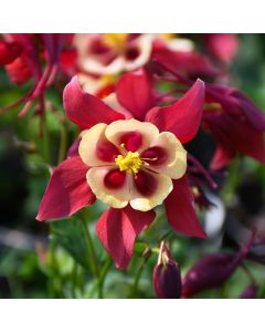 Aquilegia, Columbine 'Earlybird™ Red and Yellow'
