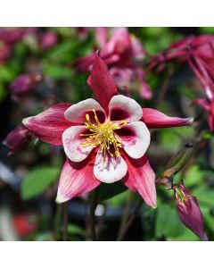 Aquilegia, Columbine Kirigami™ 'Deep Red and White'