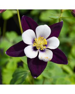 Aquilegia, Columbine 'Swan Violet and White'