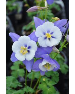 Aquilegia, Columbine 'Swan Blue and White'