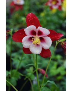 Aquilegia, Columbine 'Swan Red and White'