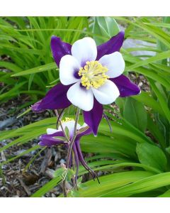 Aquilegia, Columbine 'Swan Violet and White'