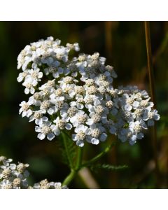 Achillea, Common Yarrow 'Minnesota Native'