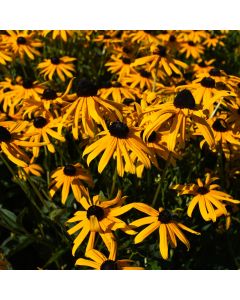 Rudbeckia, Orange Coneflower 'Minnesota Native'