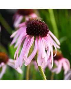 Echinacea, Pale Purple Coneflower 'Minnesota Native'