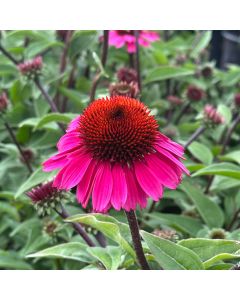 Echinacea, Coneflower Panama™ 'Rose'
