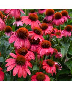 Echinacea, Coneflower 'Sombrero® Tango Tangerine'