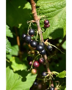 Ribes, Black Currant 'Consort'