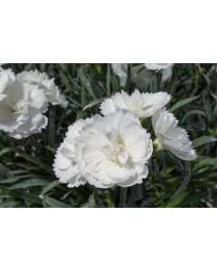 Dianthus, Constant Beauty® 'White'