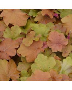 Heuchera, Gold Leaf Coral Bells 'Caramel'