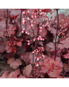 Heuchera, Red Leaf Coral Bells 'Fire Chief'