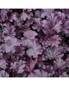 Heuchera, Purple Leaf Coral Bells 'Forever® Purple'