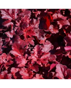 Heuchera, Red Leaf Coral Bells 'Forever® Red'