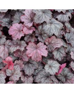 Heuchera, Purple Leaf Coral Bells 'Georgia Plum'