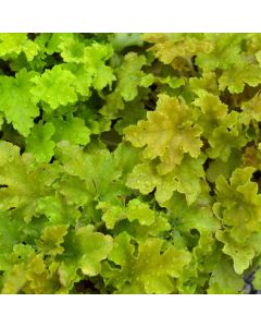 Heuchera, Green Leaf Coral Bells 'Lime Marmalade'