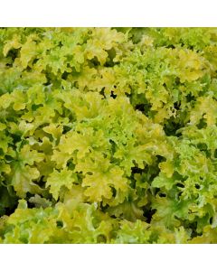 Heuchera, Green Leaf Coral Bells 'Lime Ruffles'