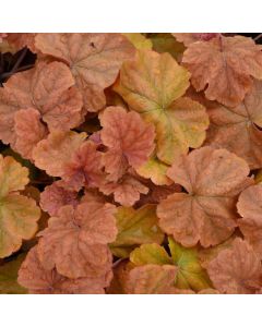 Heuchera, Gold Leaf Coral Bells 'Northern Exposure™ Amber'