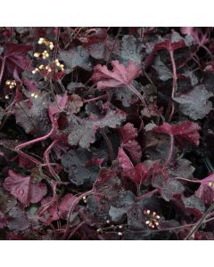 Heuchera, Black Leaf Coral Bells 'Northern Exposure™ Black'