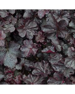 Heuchera, Black Leaf Coral Bells 'Obsidian'