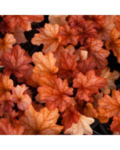 Heuchera, Red Leaf Coral Bells 'Paprika'
