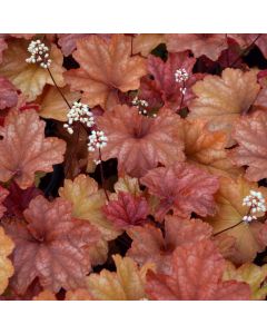 Heuchera, Red Leaf Coral Bells 'Rio'