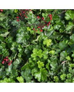 Heuchera, Green Leaf Coral Bells 'Ruby Bells'