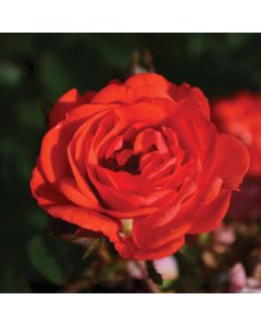 Rosa, Shrub Rose 'Coral Drift®'