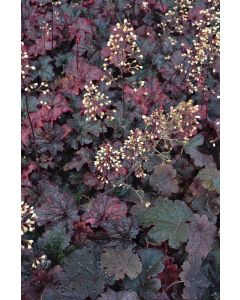 Heuchera, Red Leaf Coral Bells 'Cajun Fire'